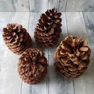 Set of 4 Extra Large Pine Cones